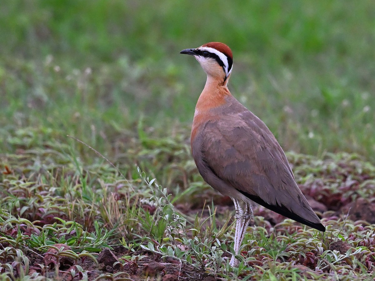 Indian Courser - ML641164746