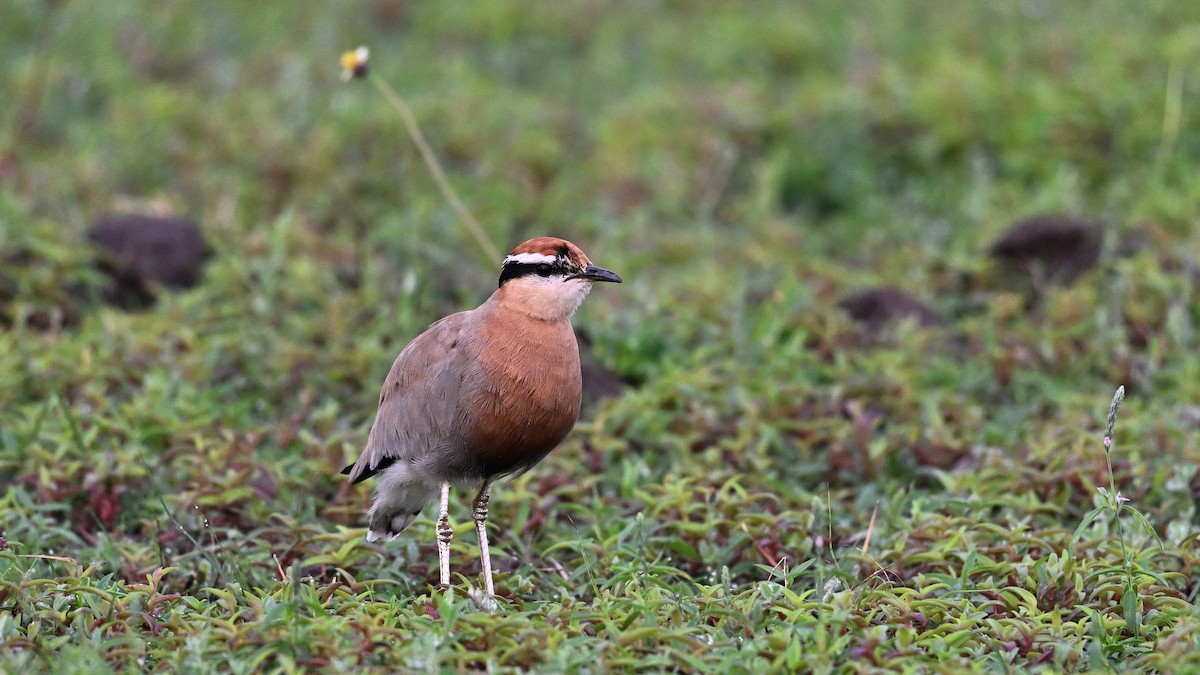 Indian Courser - ML641164747