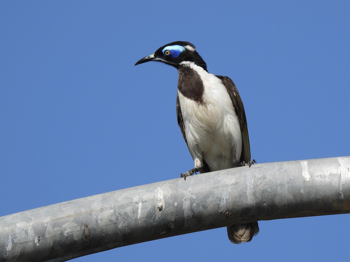 Blauohr-Honigfresser (albipennis) - ML641164763