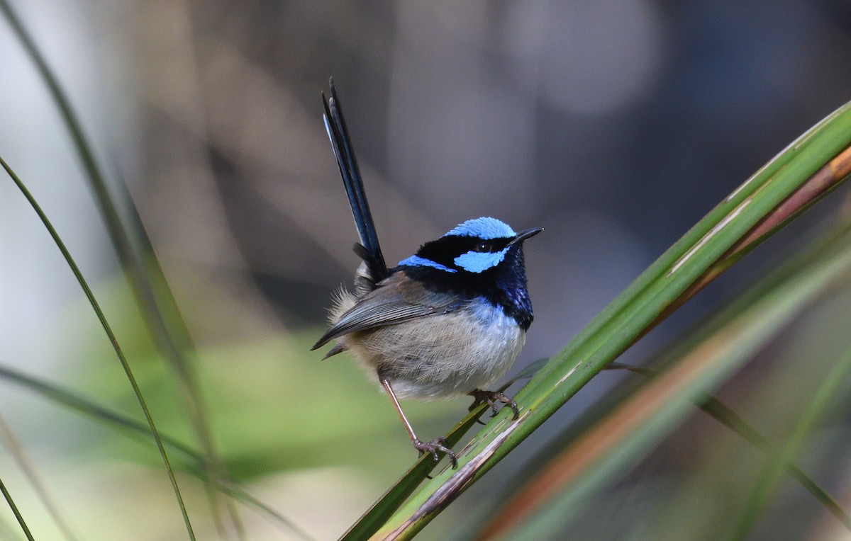 Superb Fairywren - ML641164767