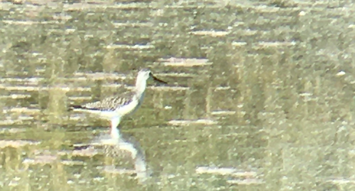 Lesser Yellowlegs - ML641164771