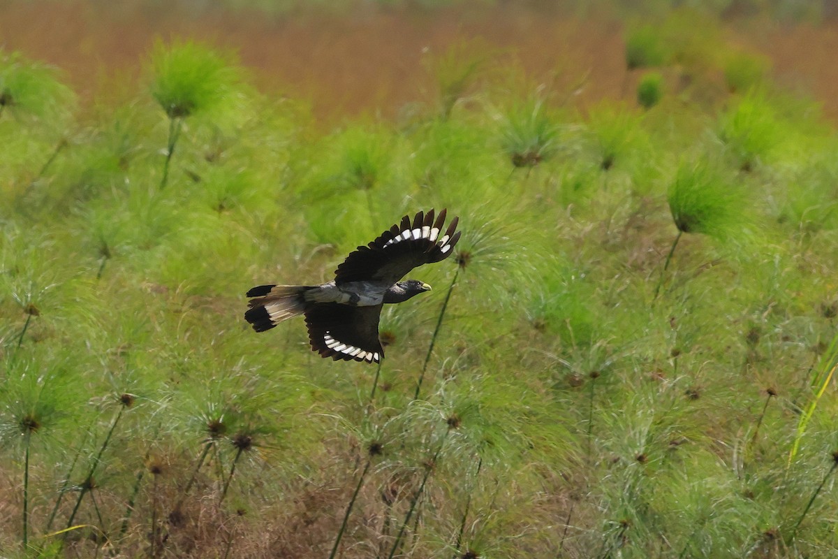 Eastern Plantain-eater - ML641164772