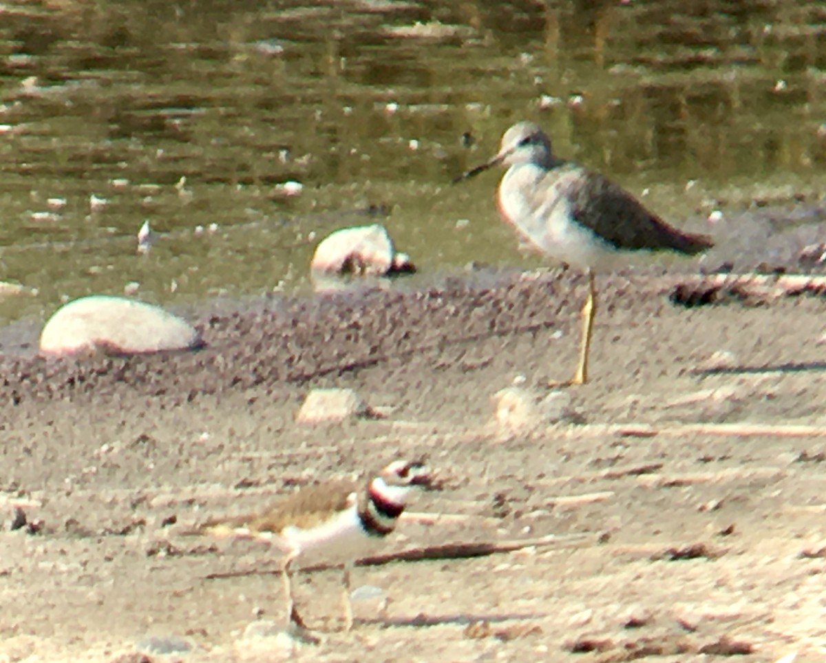 Lesser Yellowlegs - ML641164773
