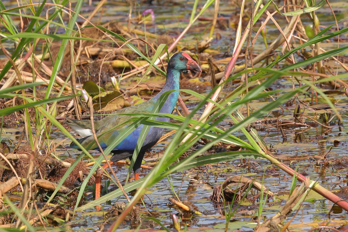 African Swamphen - ML641164774