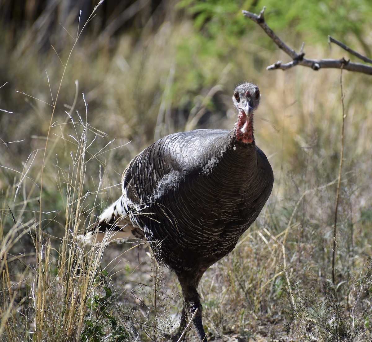 Wild Turkey - ML641164775