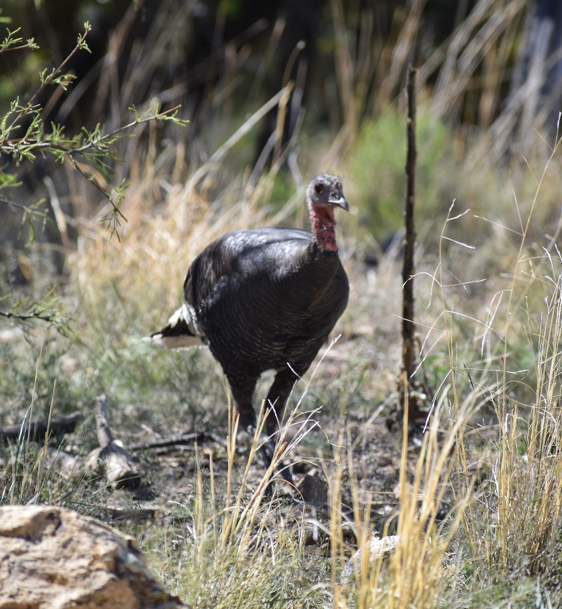 Wild Turkey - ML641164776