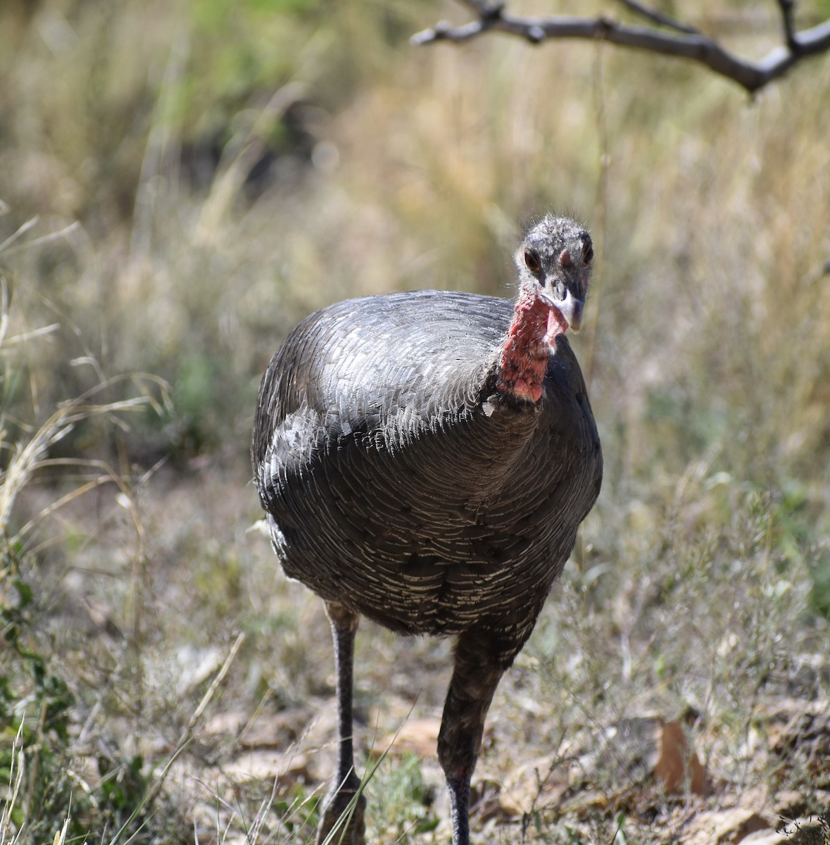 Wild Turkey - ML641164777