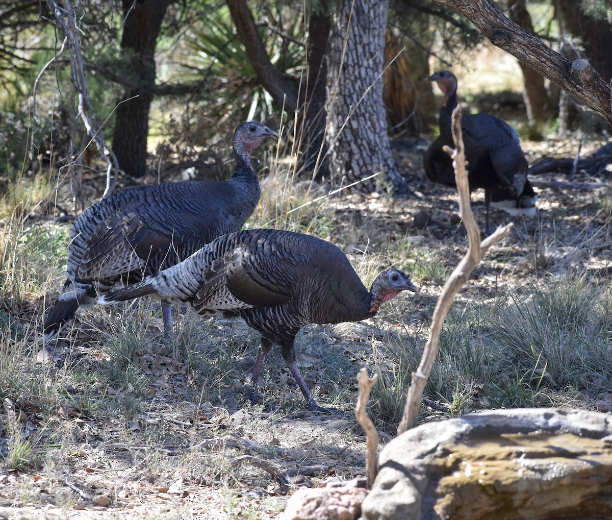 Wild Turkey - ML641164778