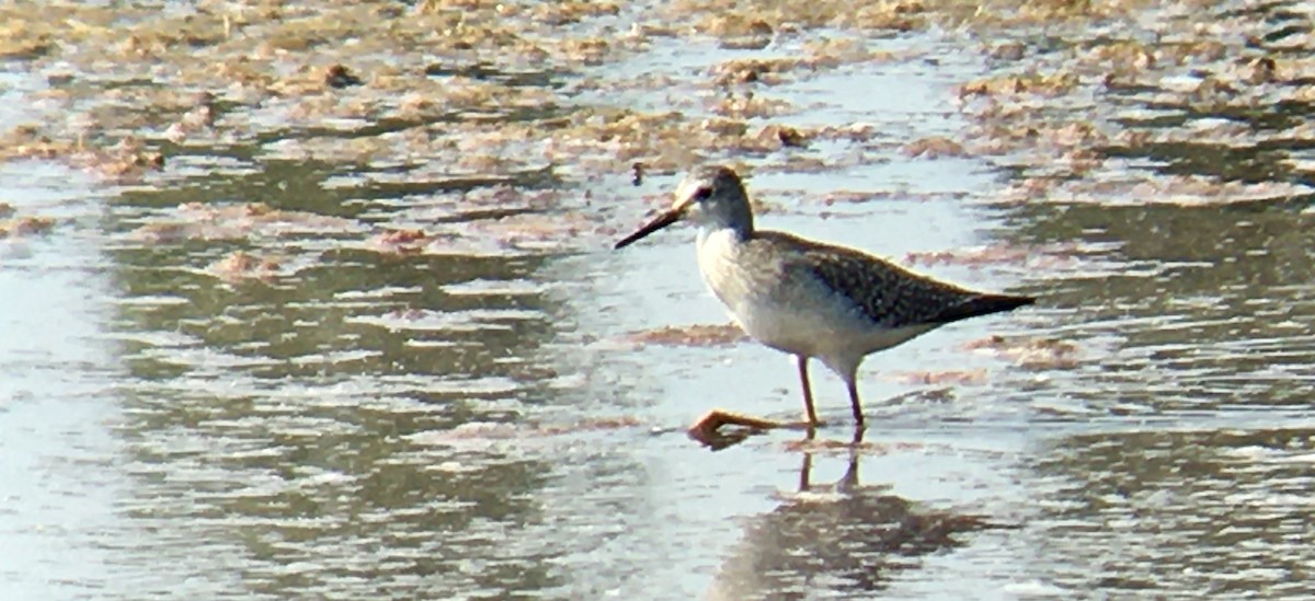 Lesser Yellowlegs - ML641164779