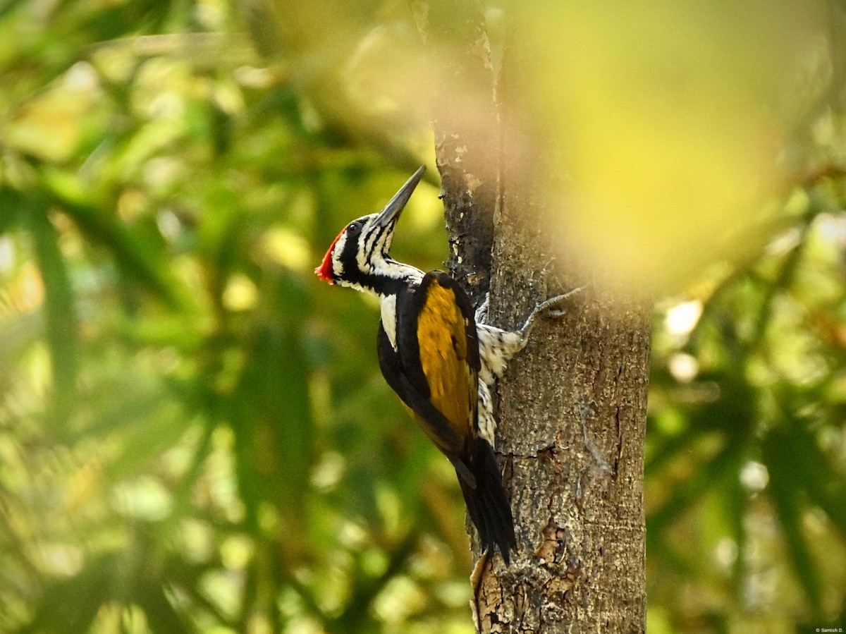 White-naped Woodpecker - ML641164781