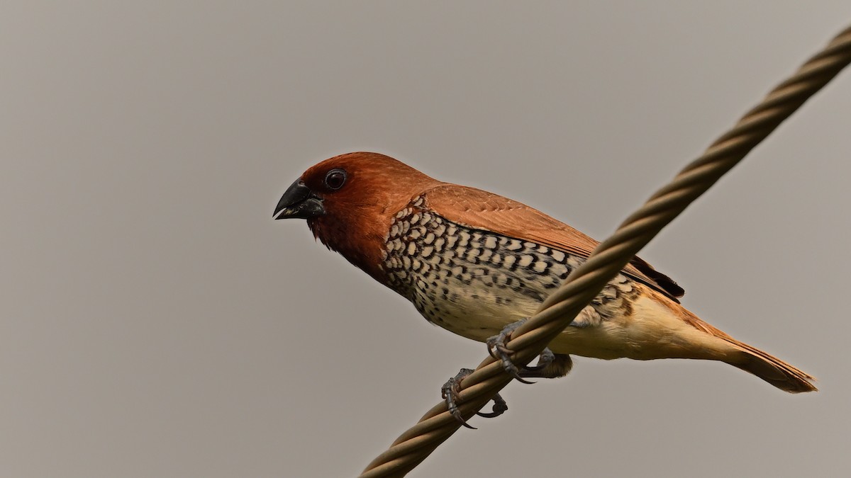 Scaly-breasted Munia - ML641164784