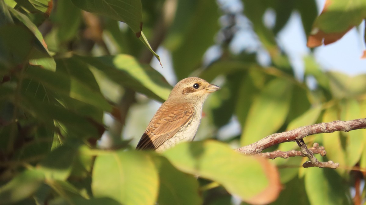 Red-backed Shrike - ML641164788