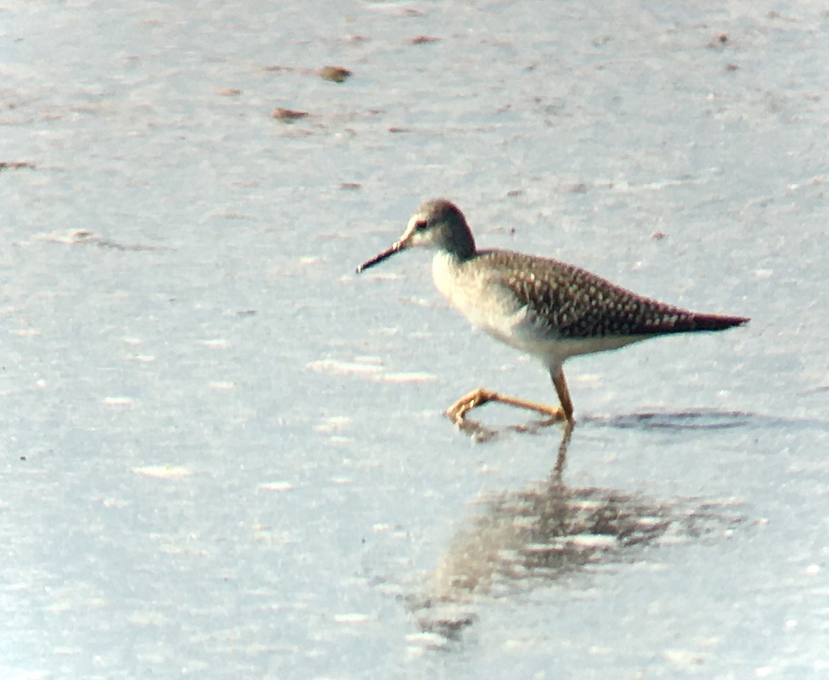 Lesser Yellowlegs - ML641164789
