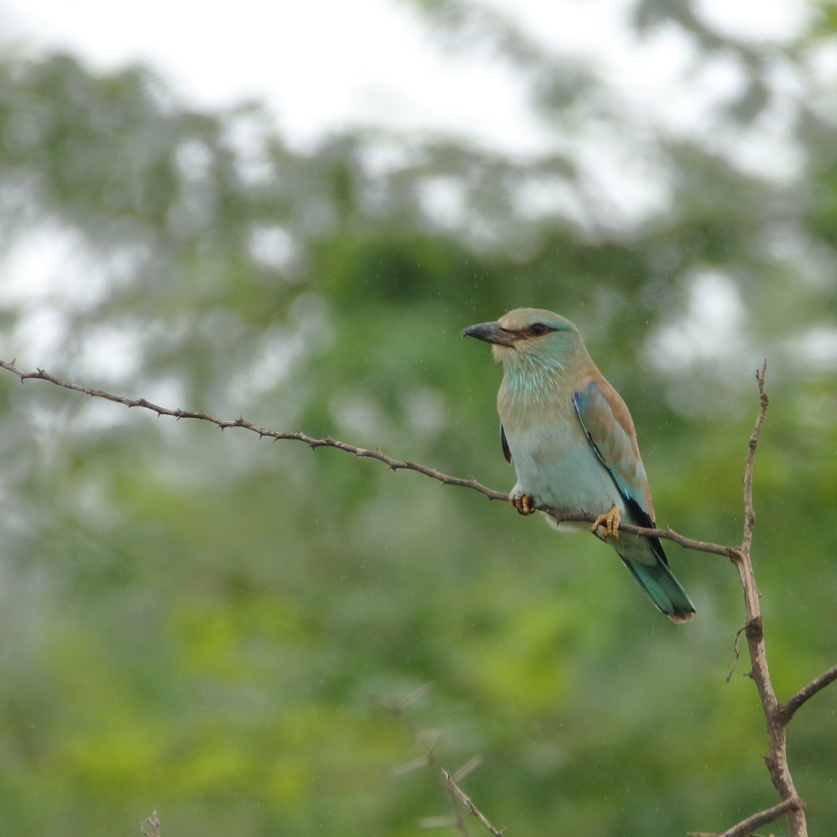 European Roller - ML641164790