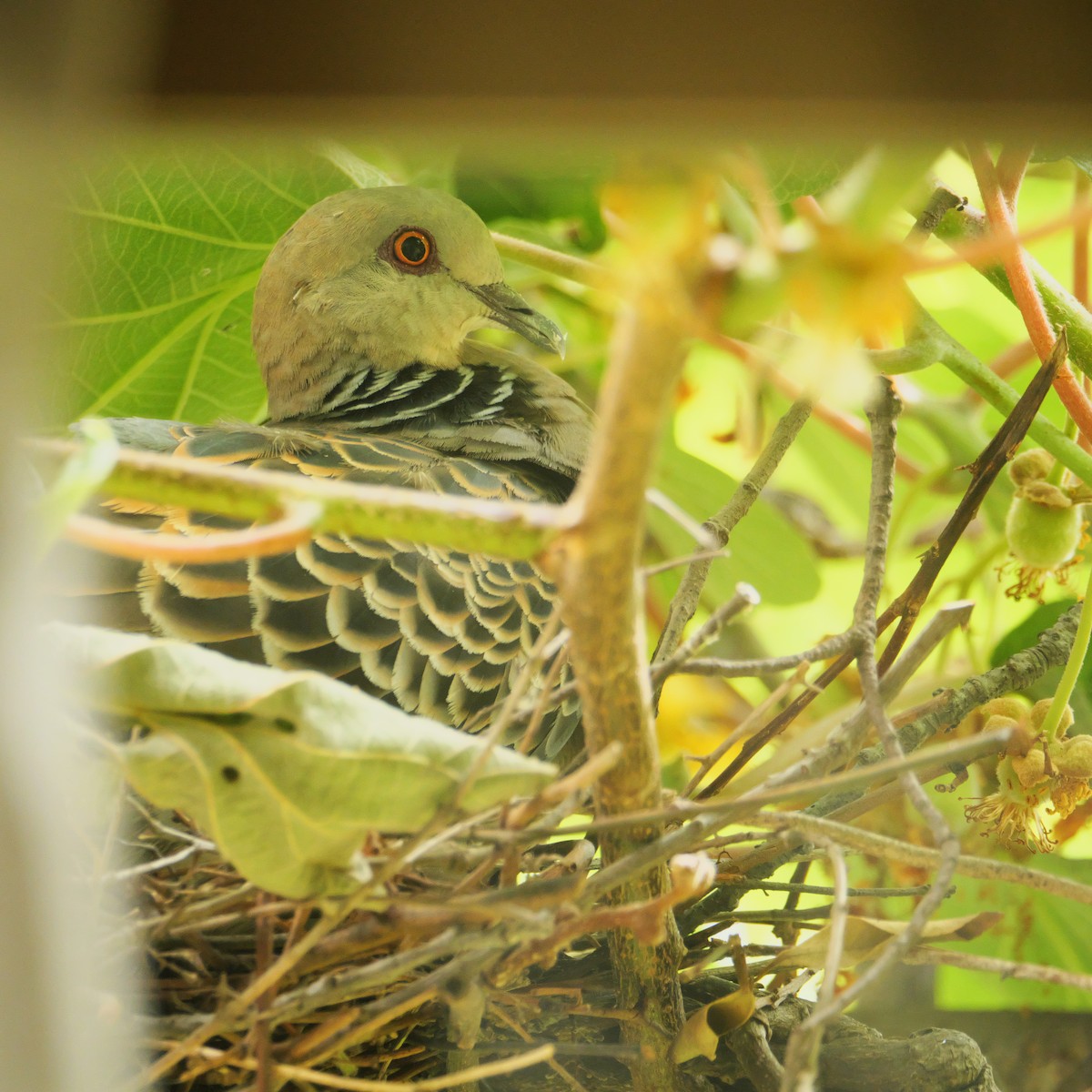 Oriental Turtle-Dove - ML641164795