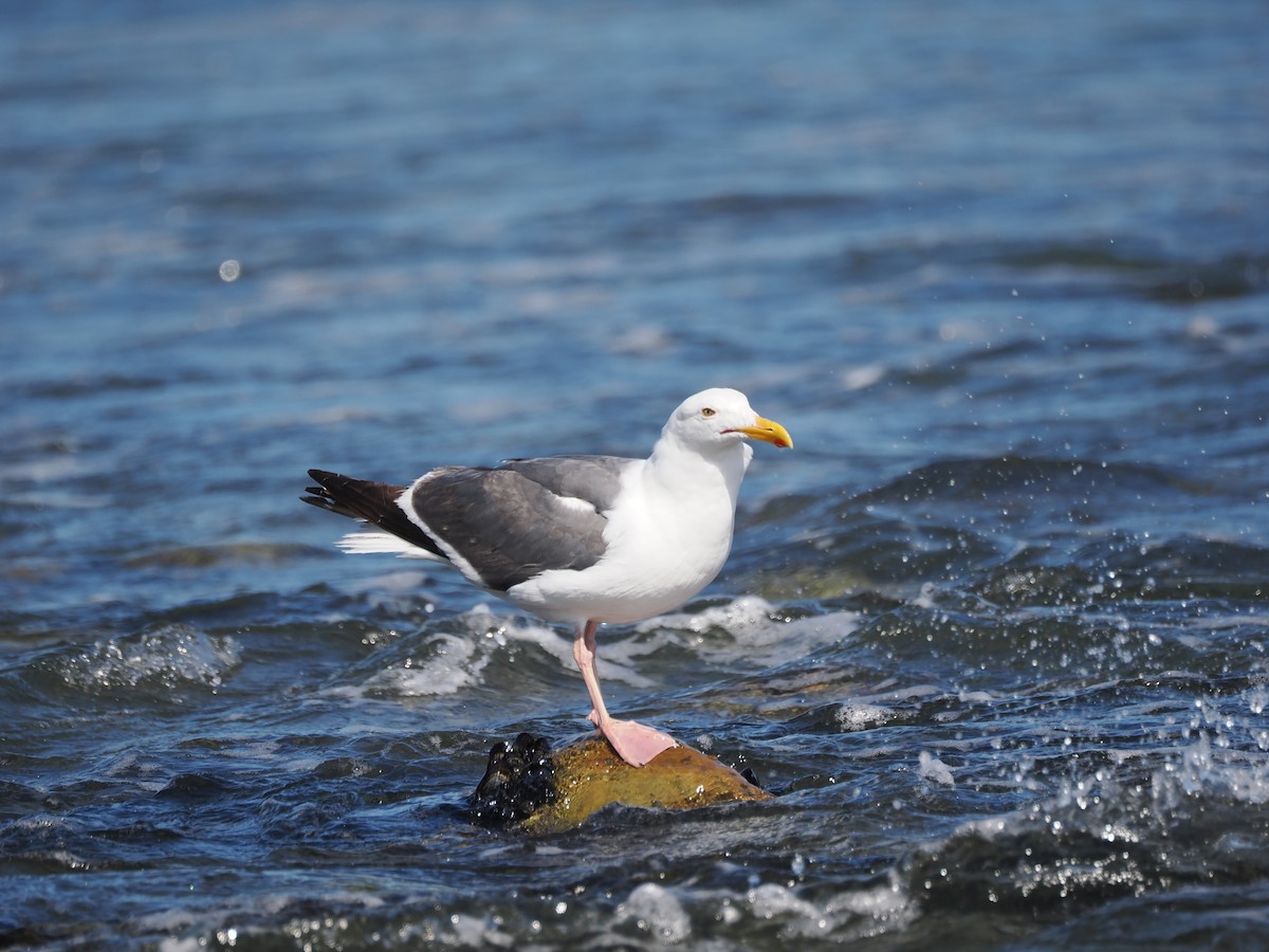 Westmöwe - ML641164821