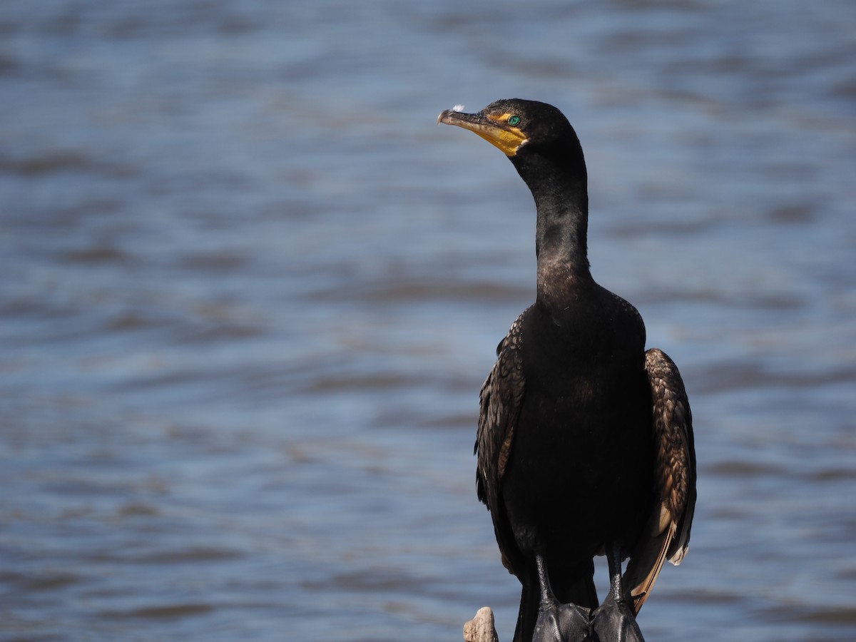 Ohrenscharbe - ML641164825