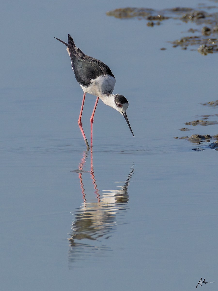 Black-winged Stilt - ML641164830