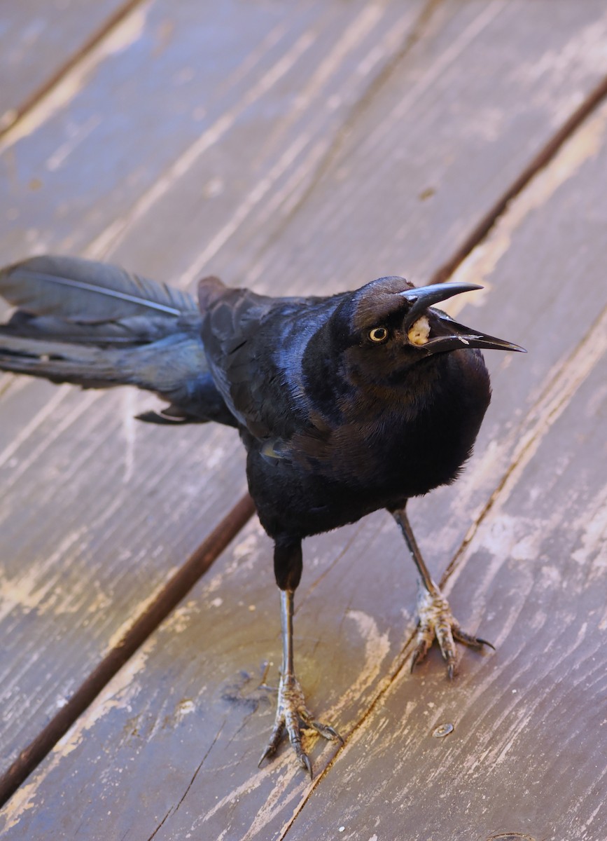 Great-tailed Grackle - ML641164832