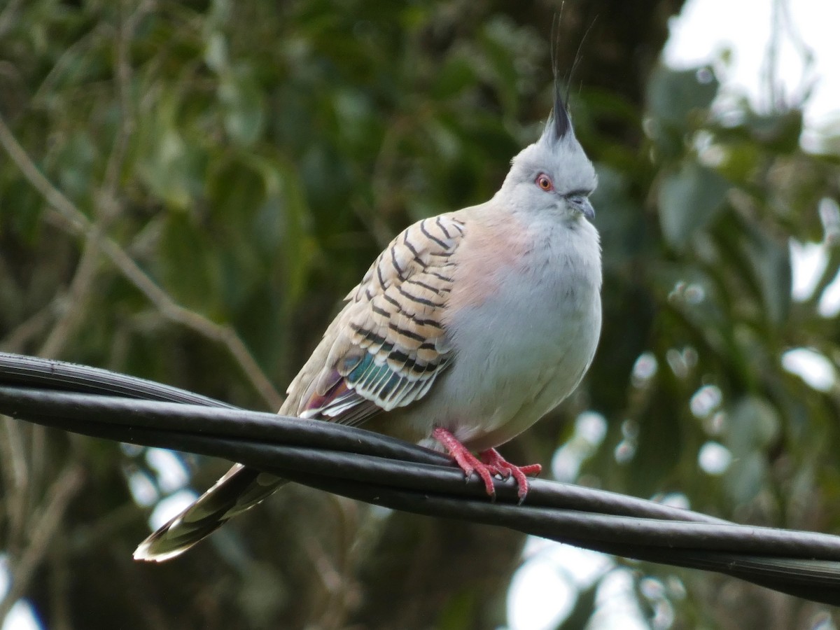 Crested Pigeon - ML641164834