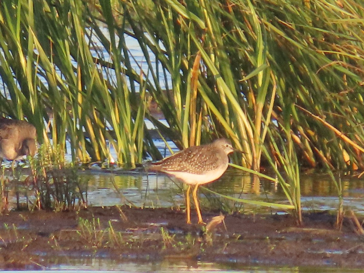 Lesser Yellowlegs - ML641164840