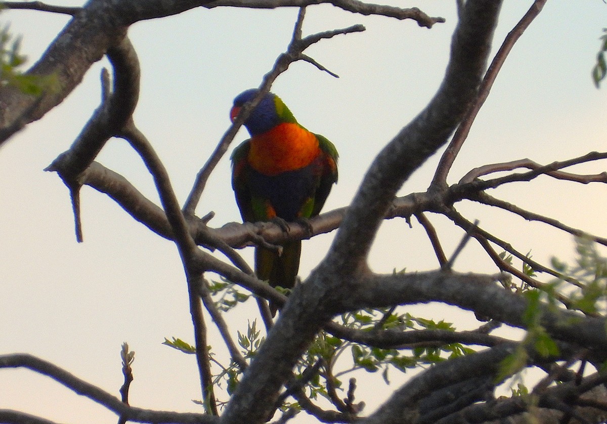 Rainbow Lorikeet - ML641164842