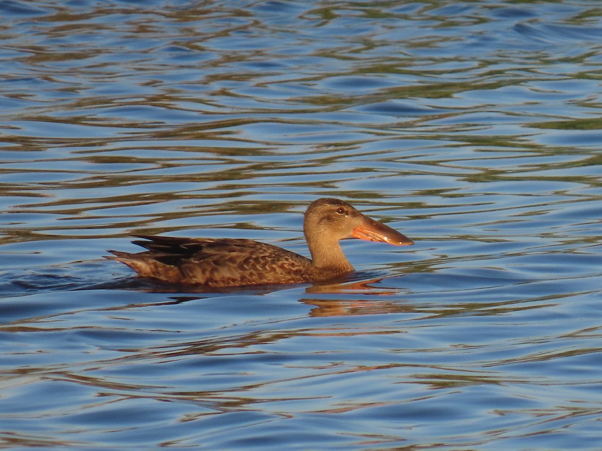 Northern Shoveler - ML641164843