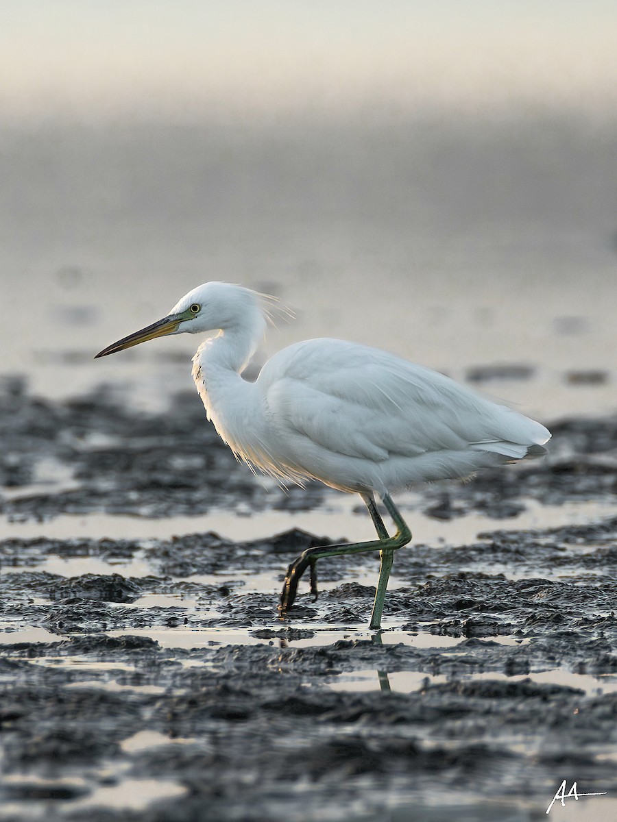 Chinese Egret - ML641164851