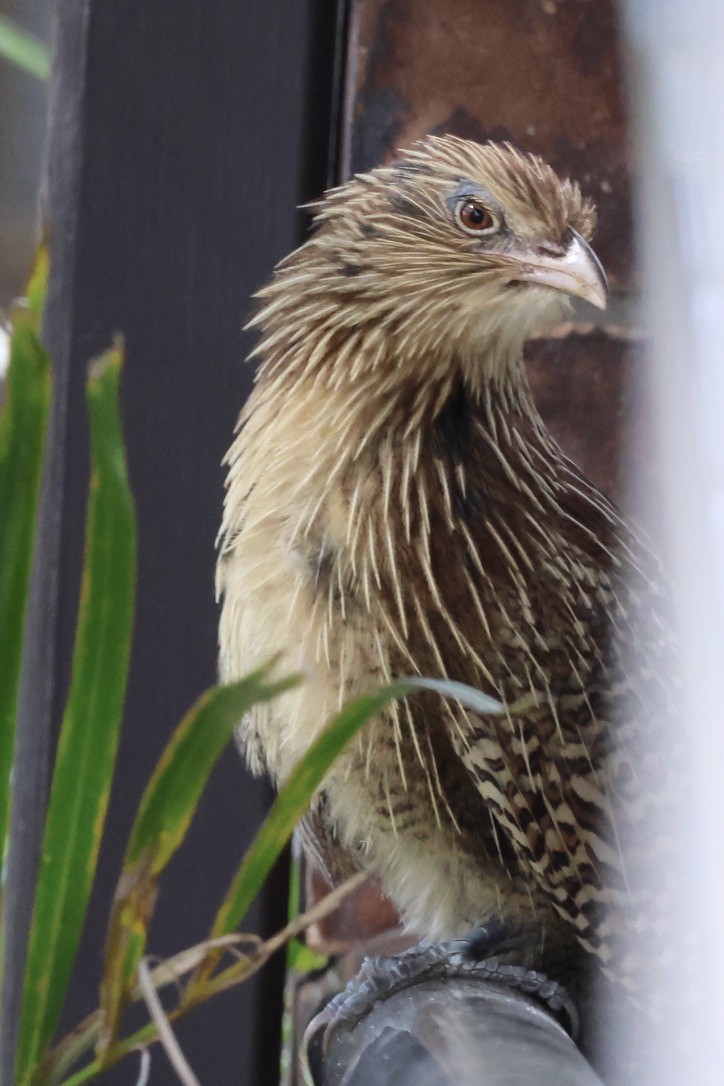 Pheasant Coucal - ML641164856
