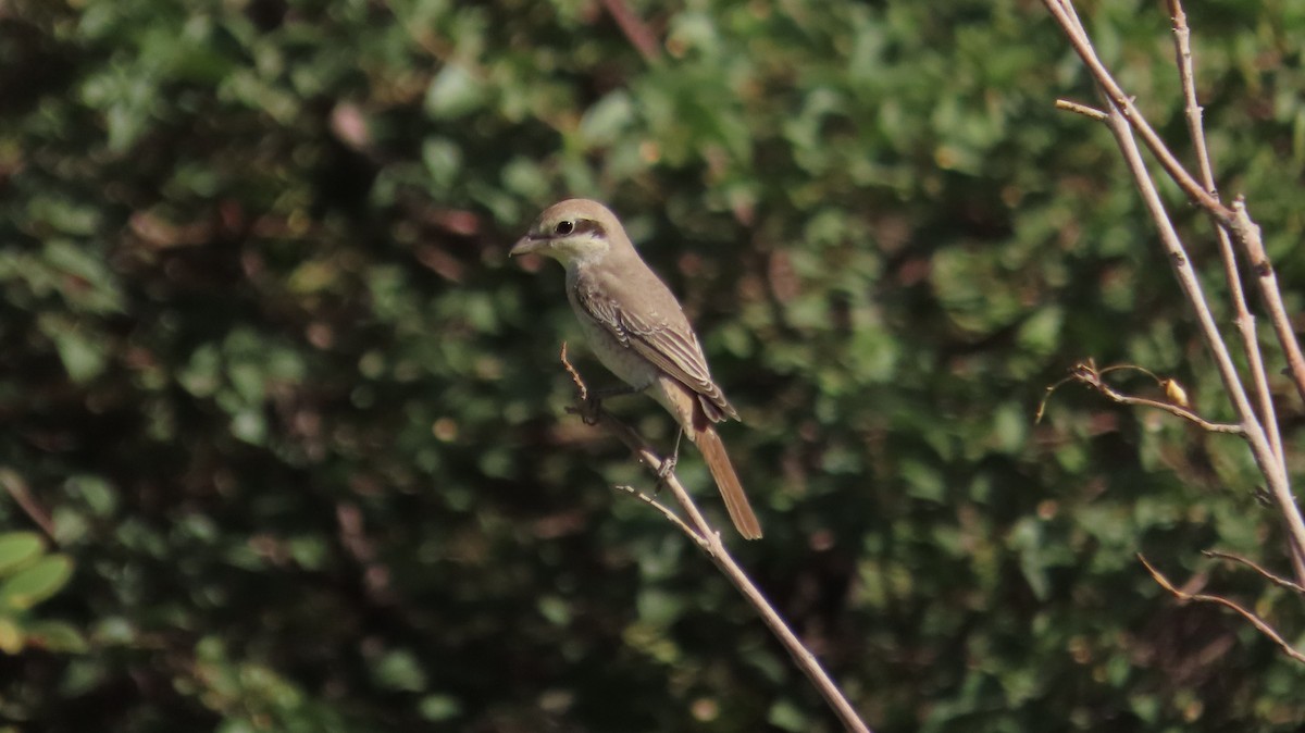 Isabelline Shrike - ML641164858