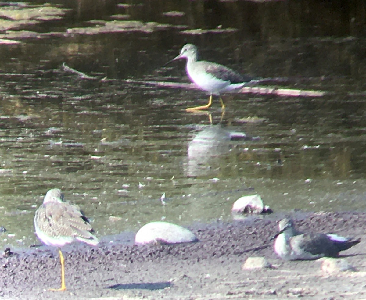 Greater Yellowlegs - ML641164862