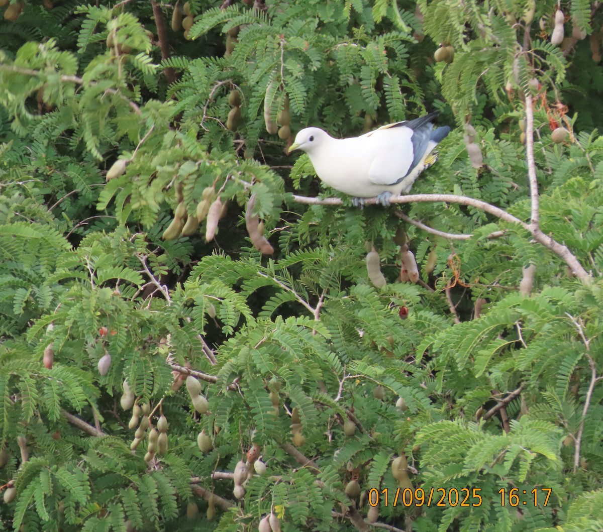 Torresian Imperial-Pigeon - ML641164865