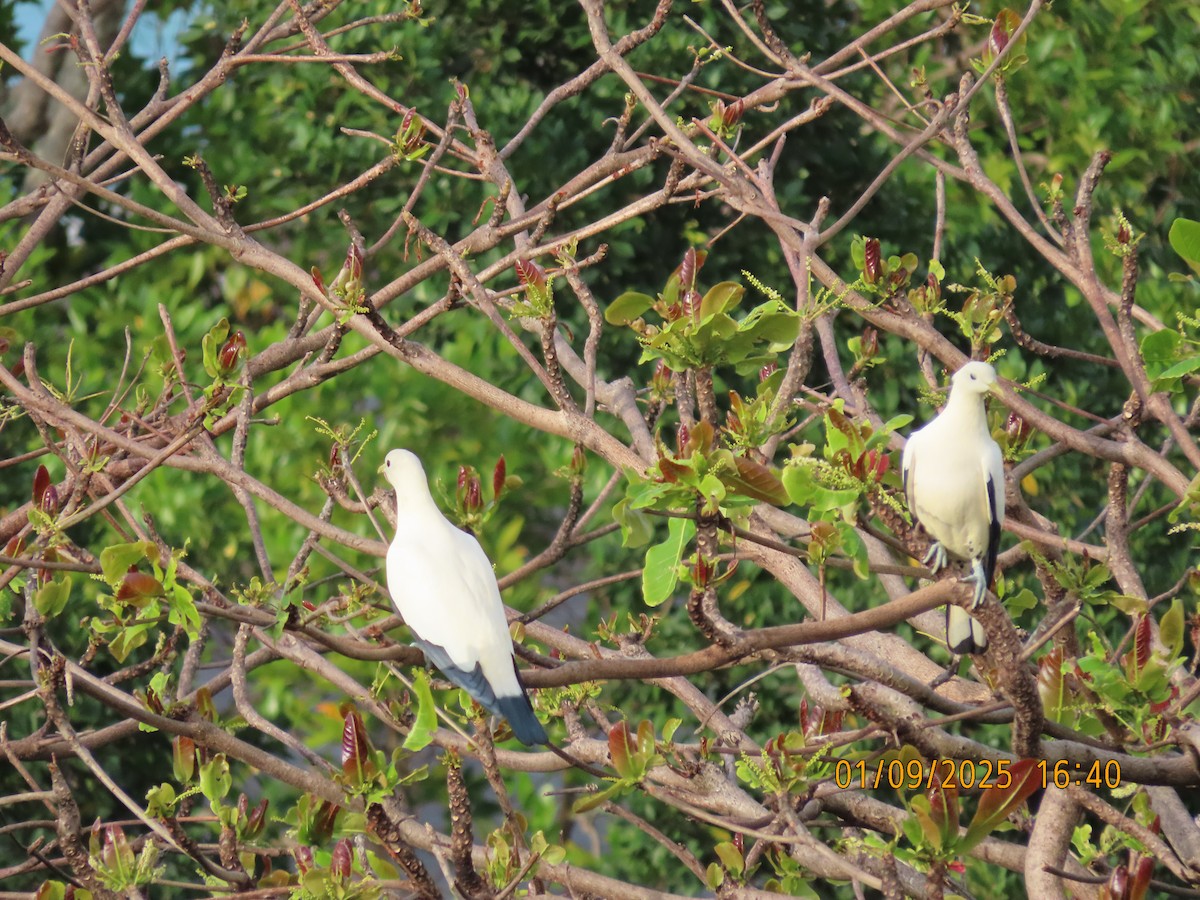 Torresian Imperial-Pigeon - ML641164867