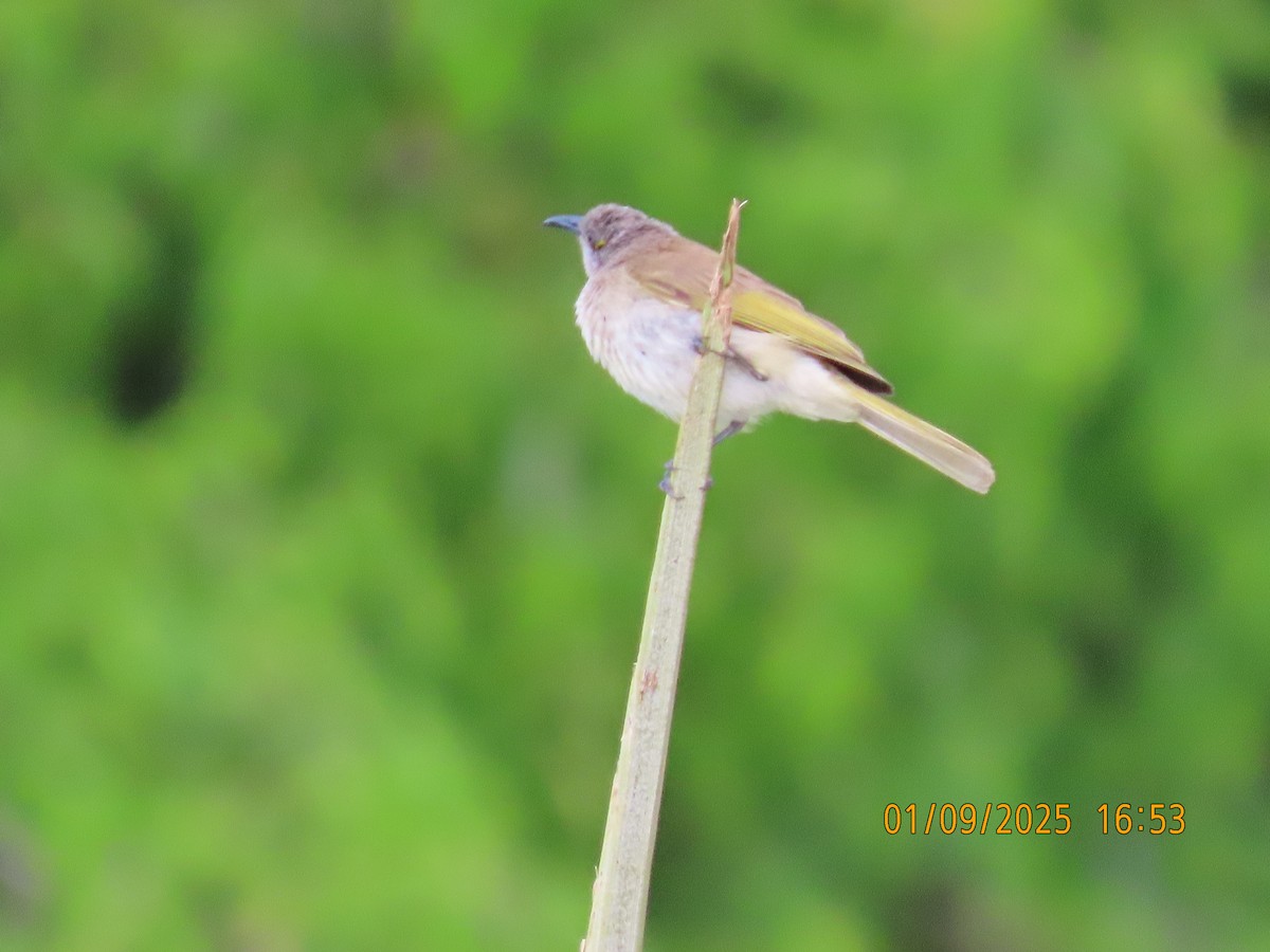 Brown Honeyeater - ML641164873