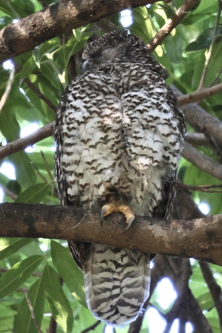 Powerful Owl - ML641164874