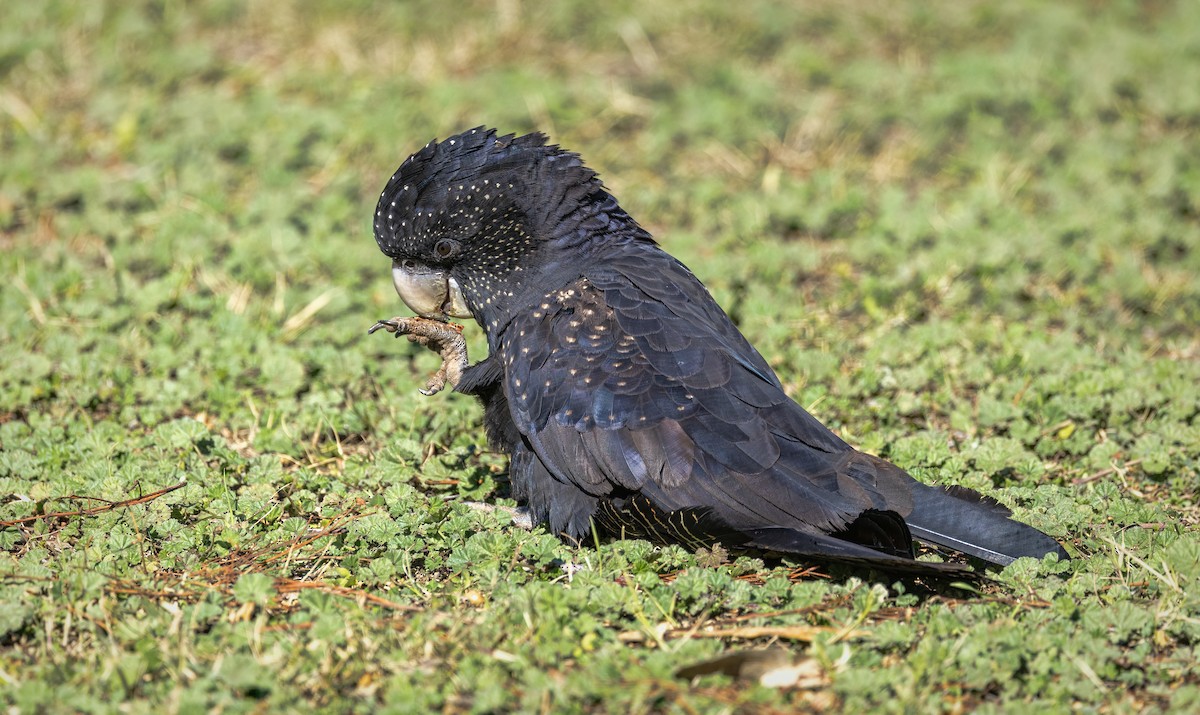 Red-tailed Black-Cockatoo - ML641164876