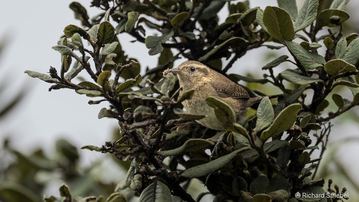Mountain Wren - ML641164877