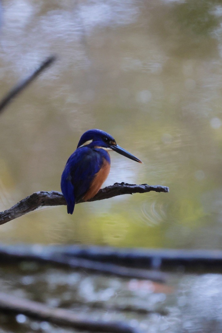 Azure Kingfisher - ML641164878