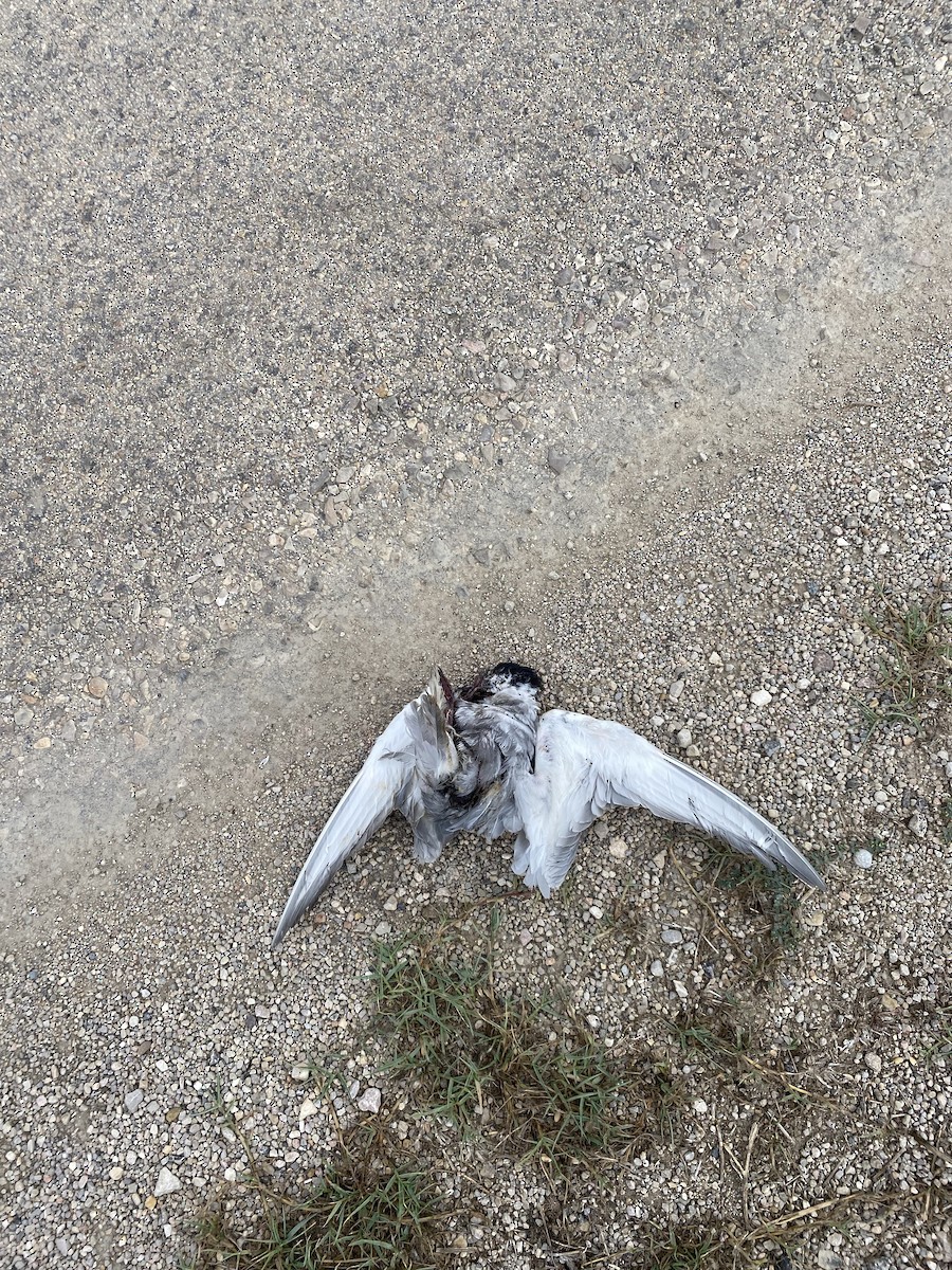 Whiskered Tern - ML641164879
