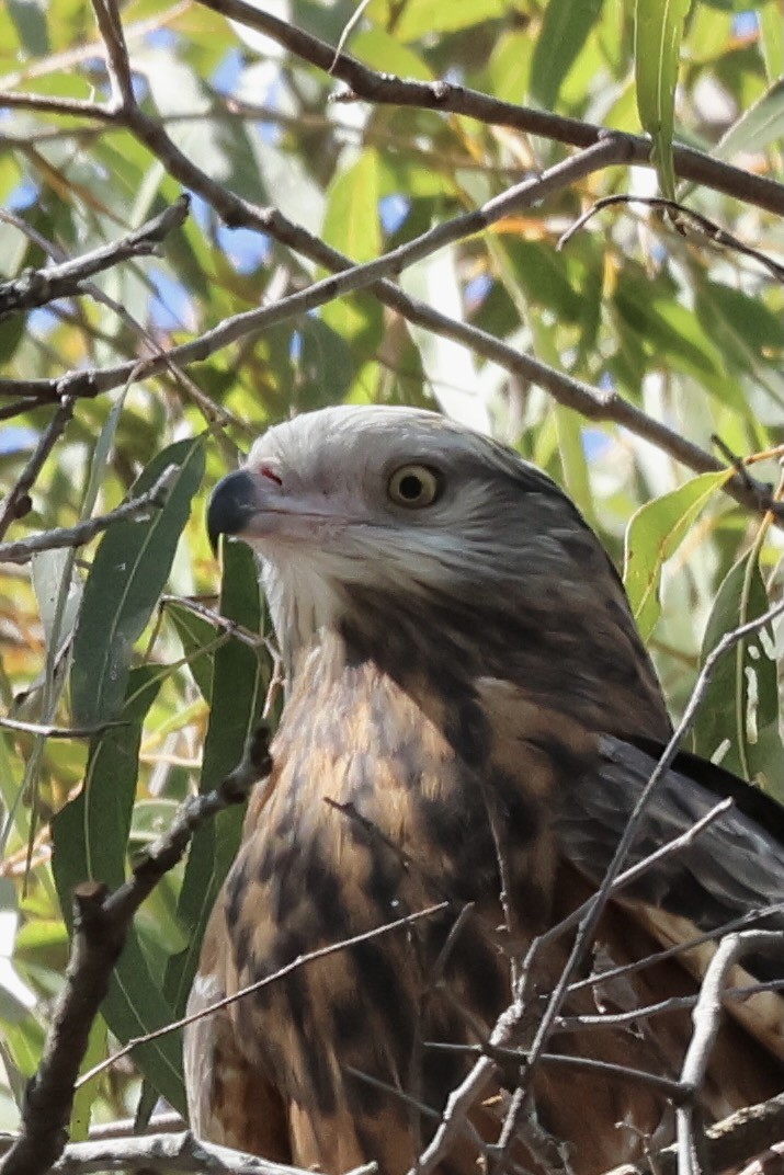 Square-tailed Kite - ML641164895