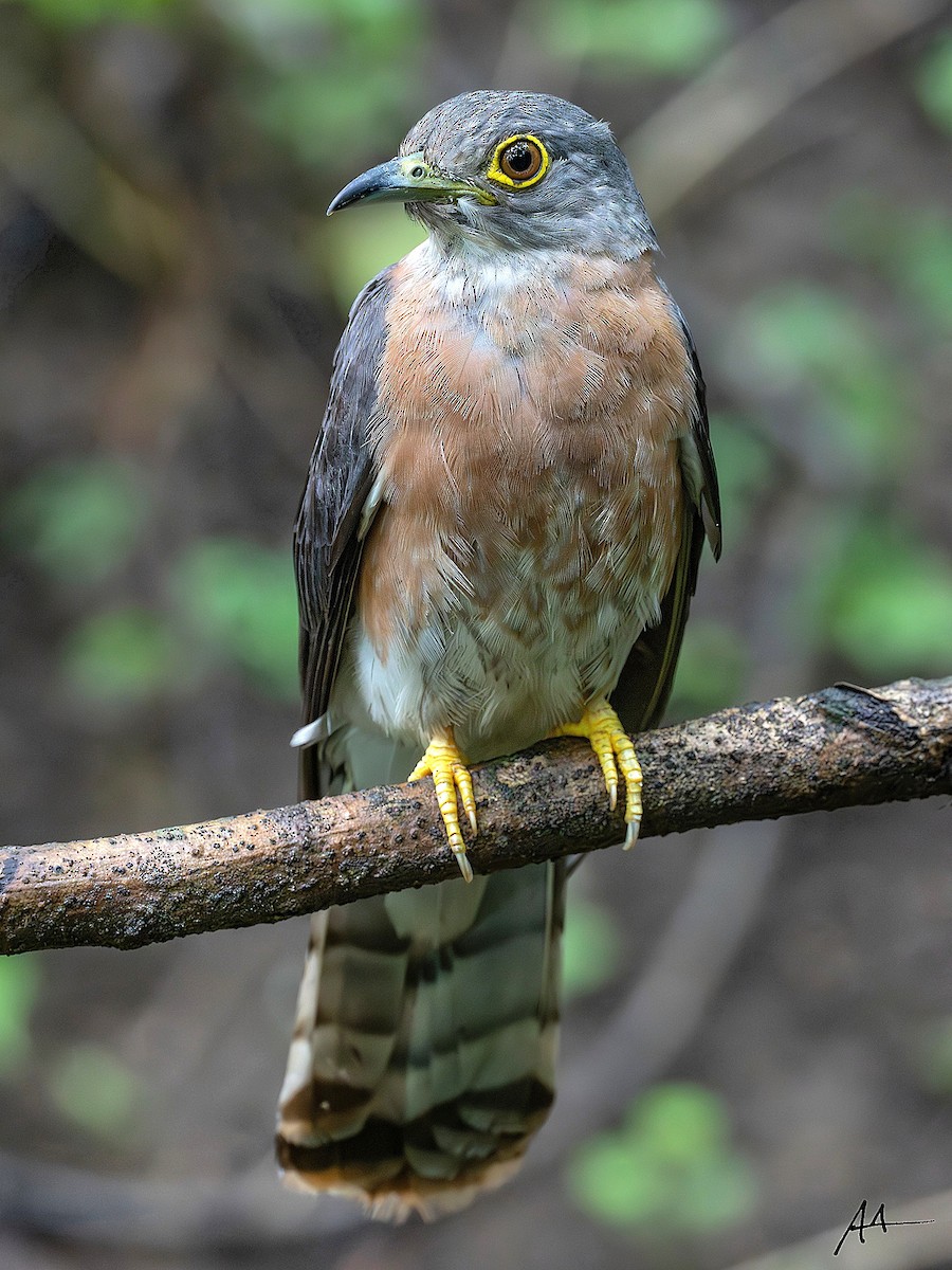 Philippine Hawk-Cuckoo - ML641164960