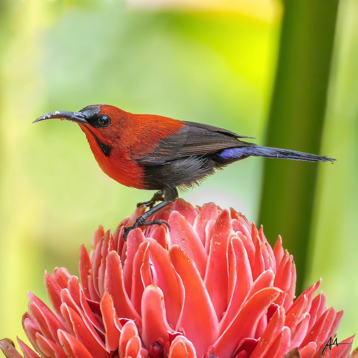 Magnificent Sunbird - ML641164979