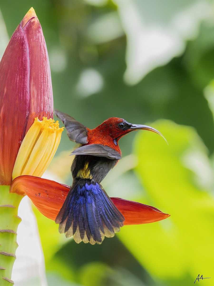 Magnificent Sunbird - ML641164980