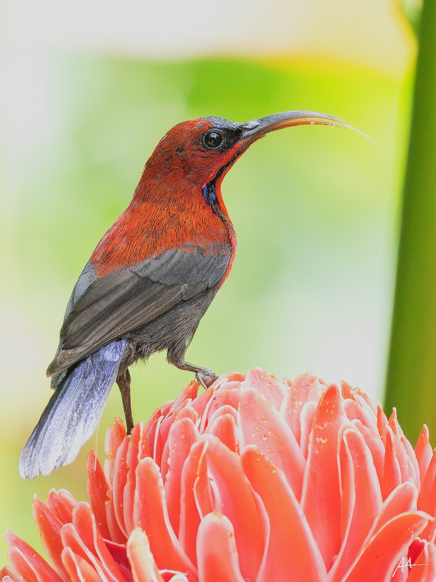Magnificent Sunbird - ML641164981