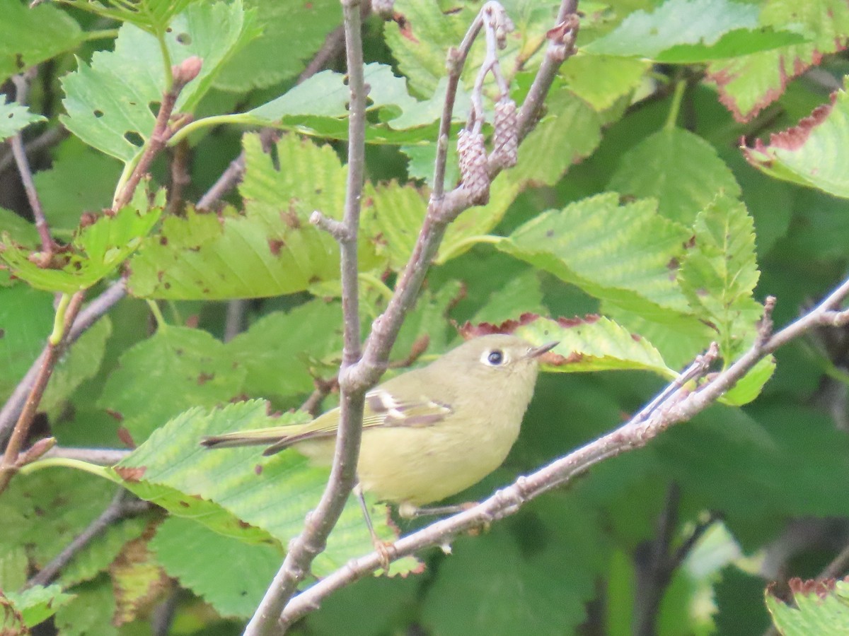 Ruby-crowned Kinglet - ML641164990