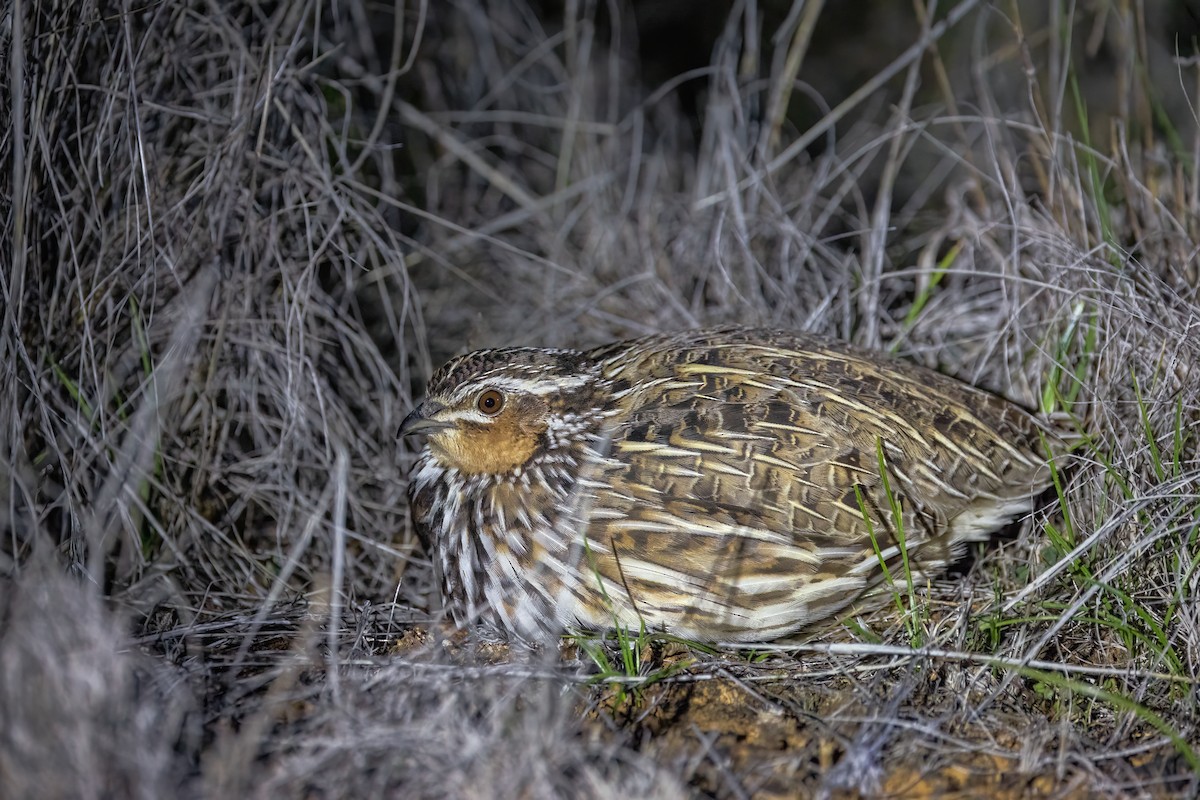 Stubble Quail - ML641165014