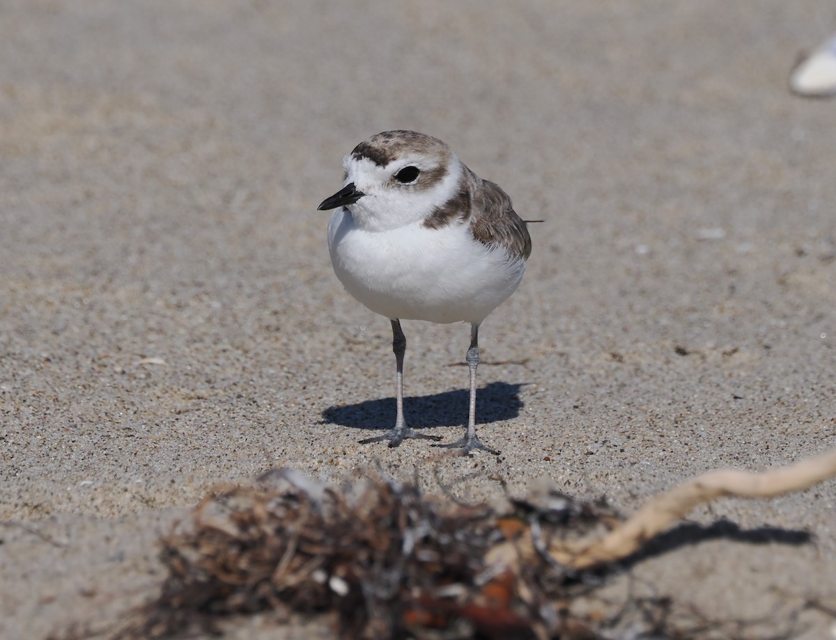 Schneeregenpfeifer - ML641165064