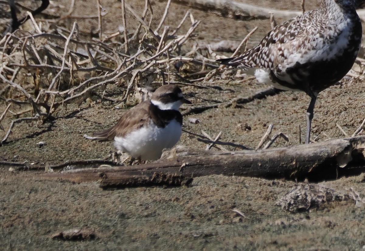 Semipalmated Plover - ML641165072