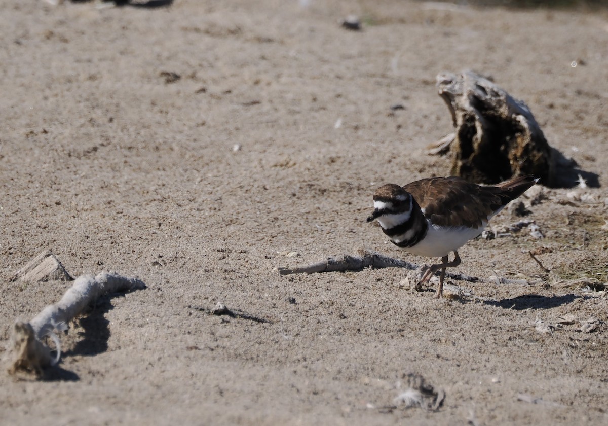 Keilschwanz-Regenpfeifer - ML641165076