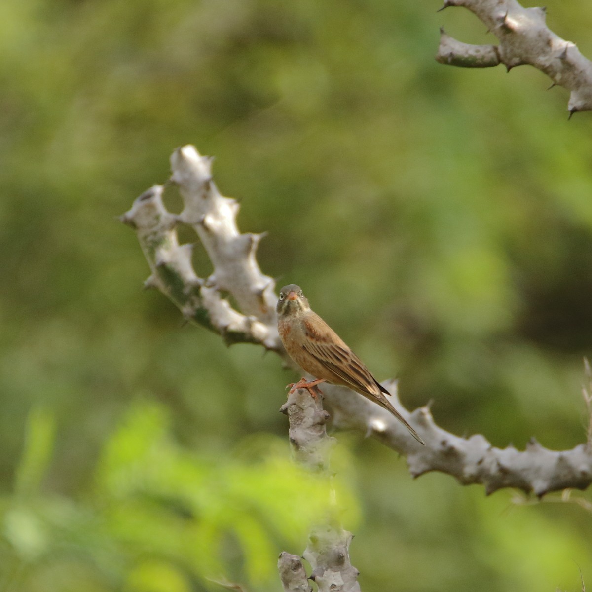 strnad pustinný - ML641165079